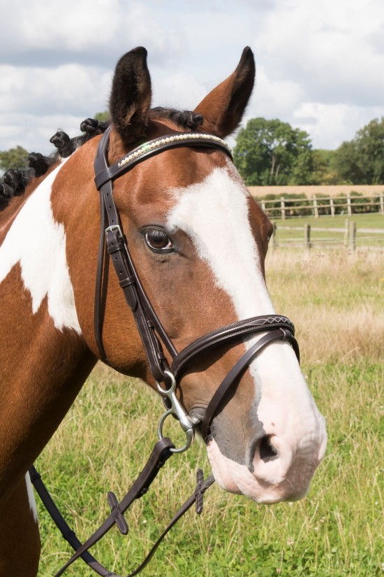 EB English Comfort Fancy Stitched Flash Bridle